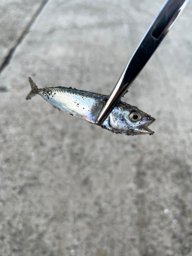 サバの釣果