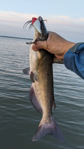 アメリカナマズの釣果