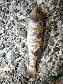 アイナメの釣果