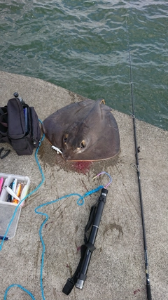 アカエイの釣果