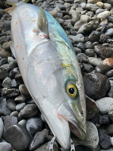 ブリの釣果