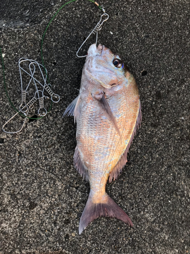 マダイの釣果