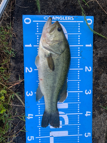 ブラックバスの釣果