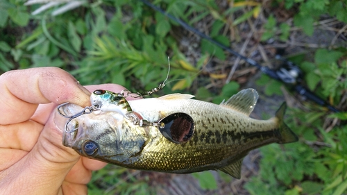 ブラックバスの釣果