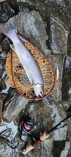 イワナの釣果