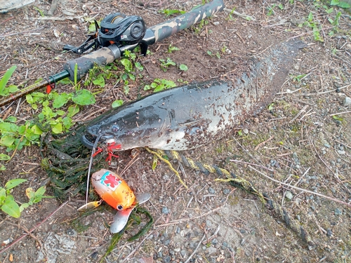 ナマズの釣果