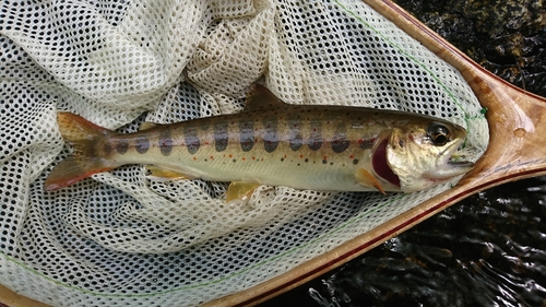 アマゴの釣果