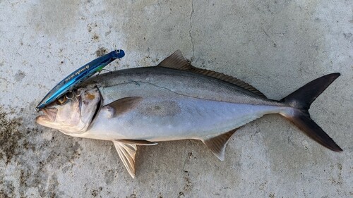 カンパチの釣果