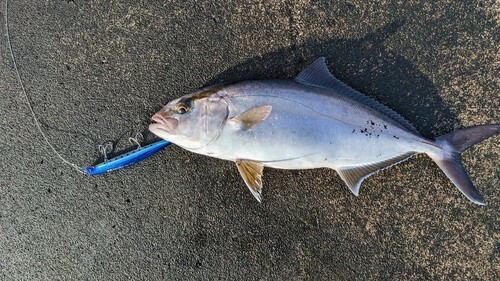 カンパチの釣果