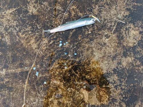 カタクチイワシの釣果