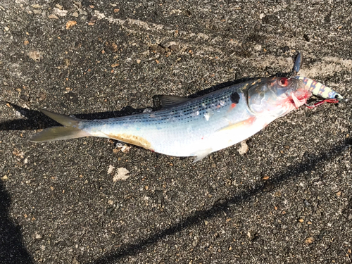 コノシロの釣果