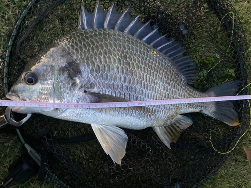 キビレの釣果