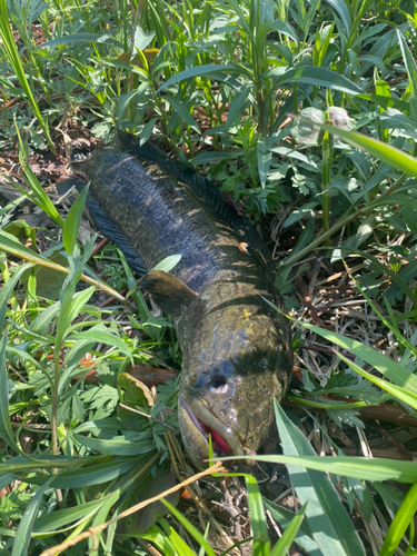 ライギョの釣果