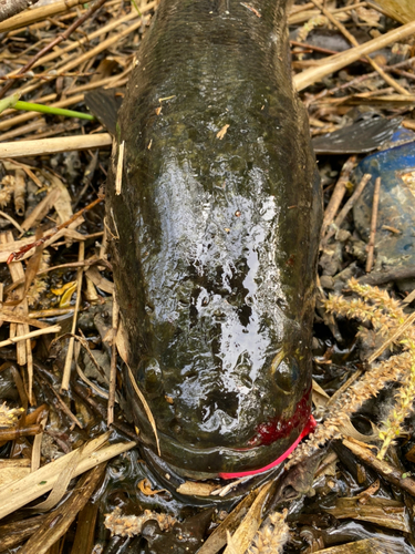 ライギョの釣果