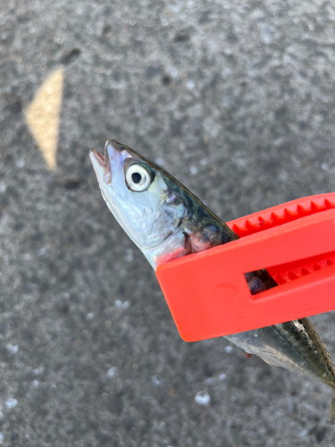 サバの釣果