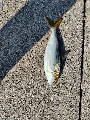 コノシロの釣果