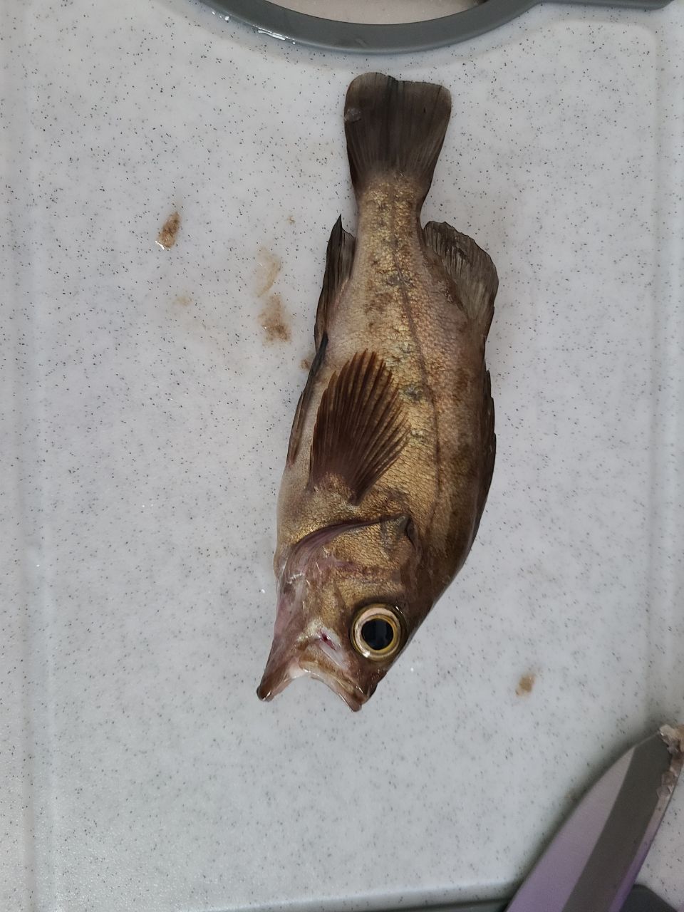 シロメバル