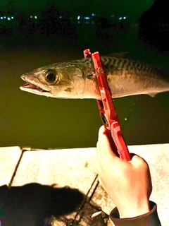 サバの釣果