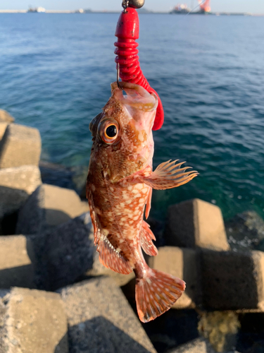 アラカブの釣果