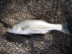 セイゴ（ヒラスズキ）の釣果