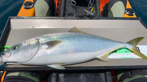 ハマチの釣果