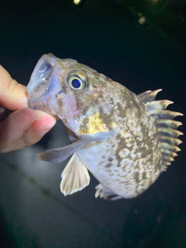 ソイの釣果