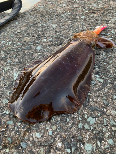 アオリイカの釣果