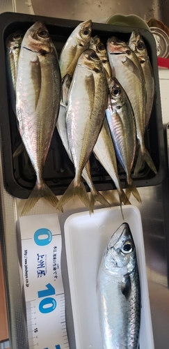 サバの釣果