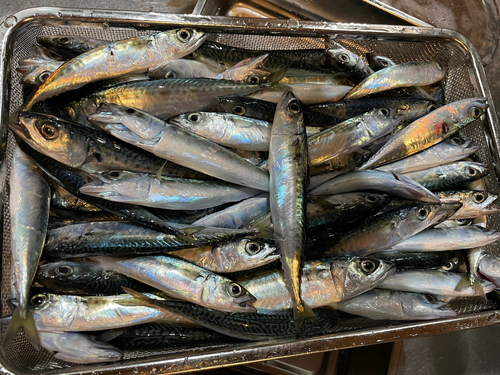 サバの釣果