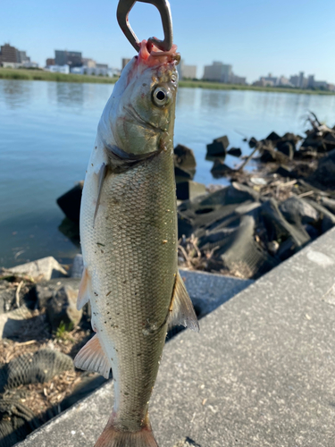 ウグイの釣果