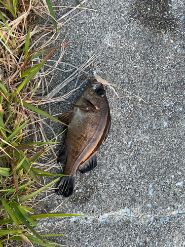 シロメバルの釣果