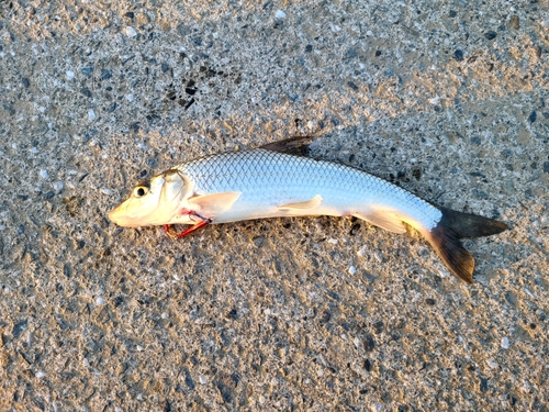 ニゴイの釣果