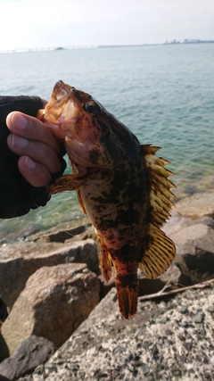 タケノコメバルの釣果