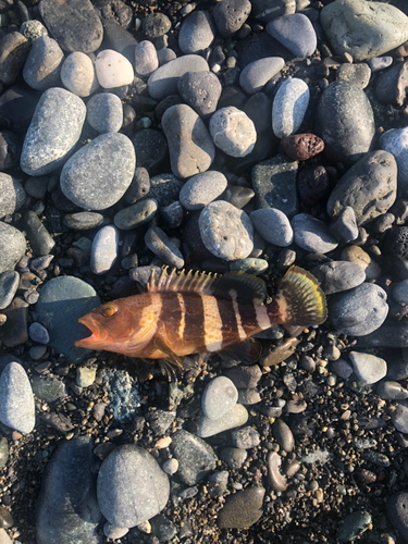 アオハタの釣果