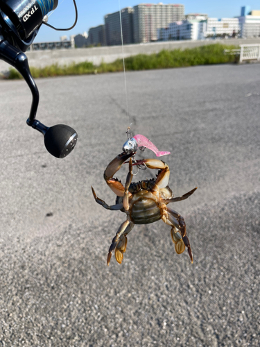 カニの釣果