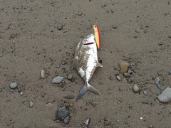 メッキの釣果