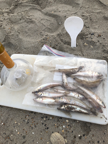 キスの釣果