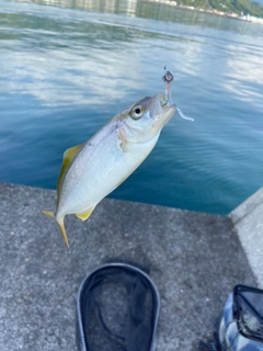 ショゴの釣果