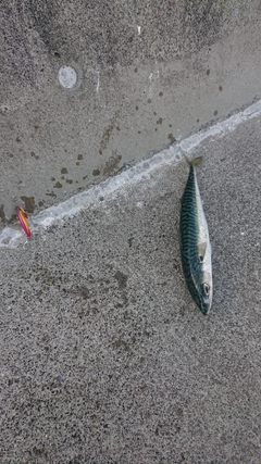 サバの釣果