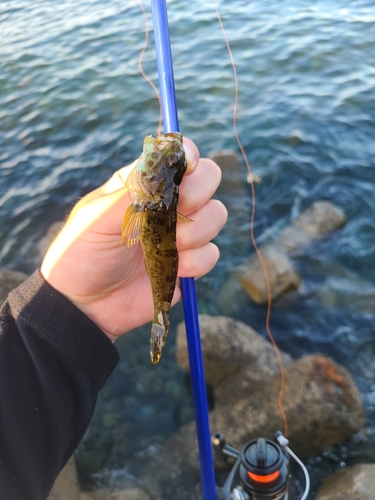 アナハゼの釣果