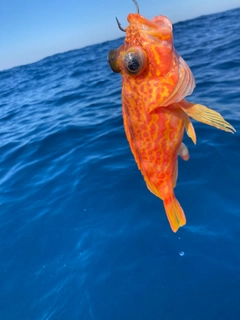 アヤメカサゴの釣果