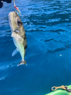 フグの釣果