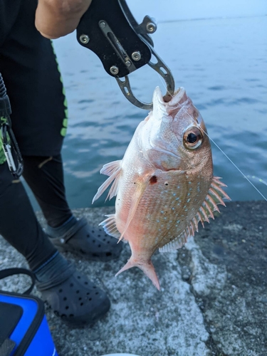 タイの釣果