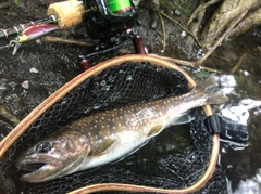 イワナの釣果