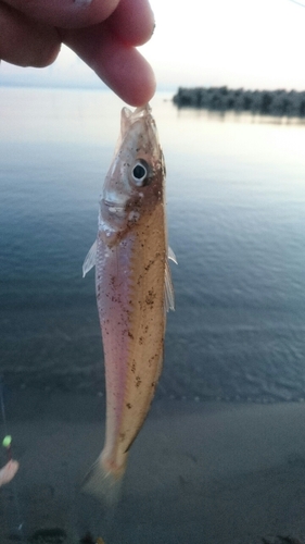 シロギスの釣果