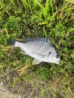 キビレの釣果