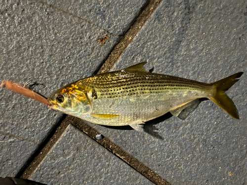 コノシロの釣果