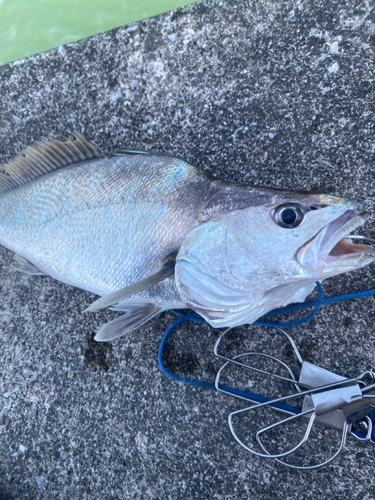 ニベの釣果