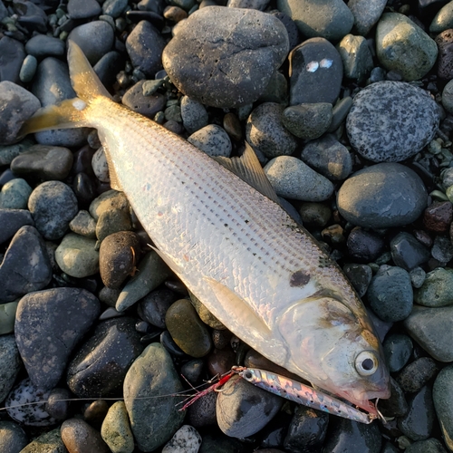 コノシロの釣果