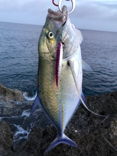 カスミアジの釣果